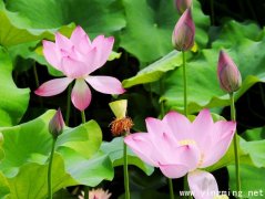 岳麓區(qū)官網(wǎng)搭建公司注意事項(xiàng)